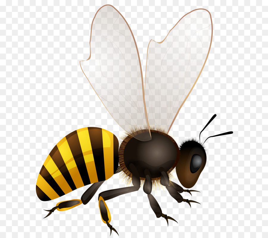 900x800 Bee Cartoon