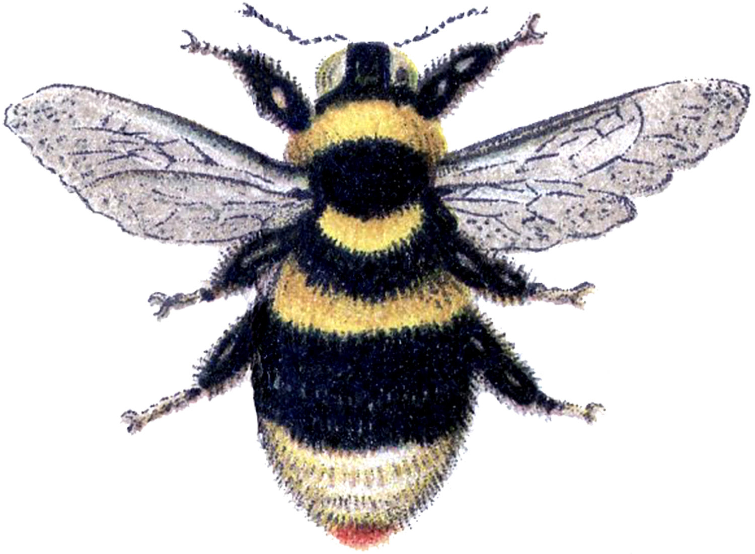 1500x1101 Bee Images