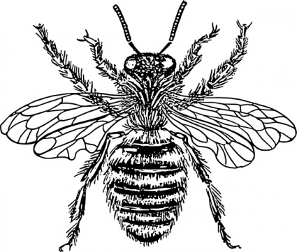 425x361 Free Download Of Bee Vector Graphics And Illustrations