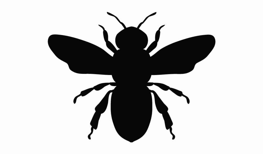 920x540 Bees, Wasps And Hornets In Minnesota Homes And Offices