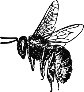 274x300 Free Honey Bee Vector