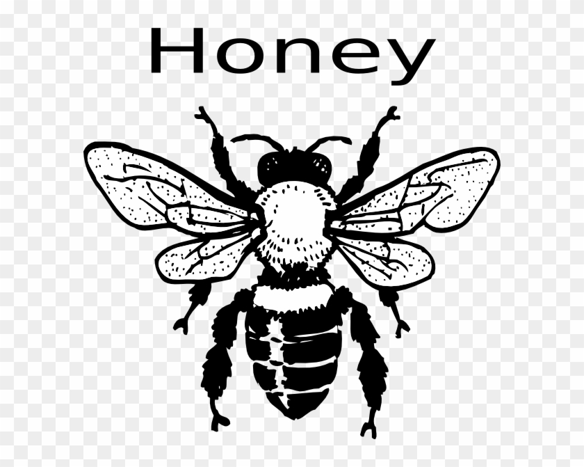 840x671 Free Honey Bee Clip Art Images Free Vector Honey Bee