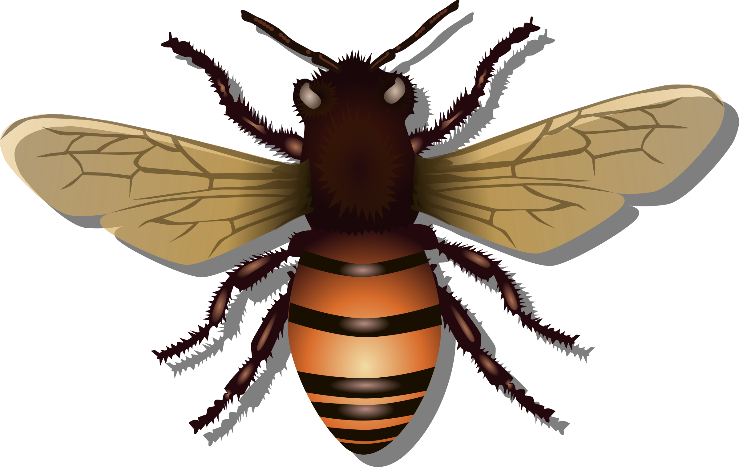 2400x1516 Honey Bee Vector Clipart Image
