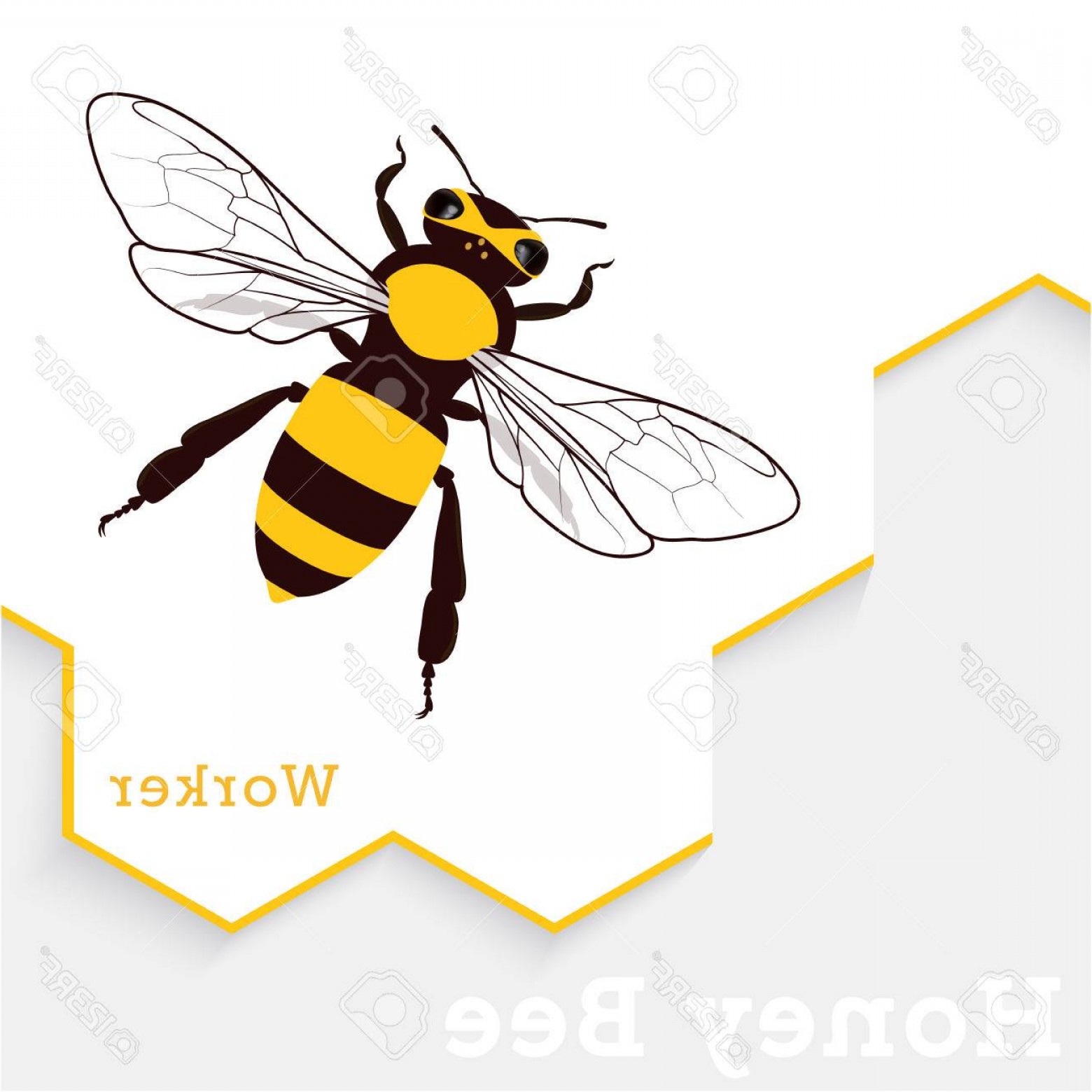 1560x1560 Honey Bee Vector Handandbeak