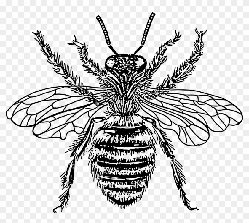 840x754 Bee Queen Vector File, Vector Clip Art
