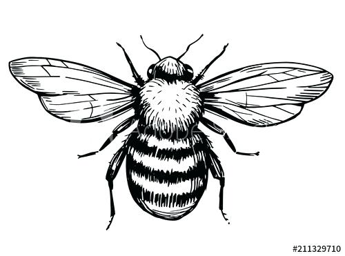 Bee Vector Image at Vectorified.com | Collection of Bee Vector Image ...