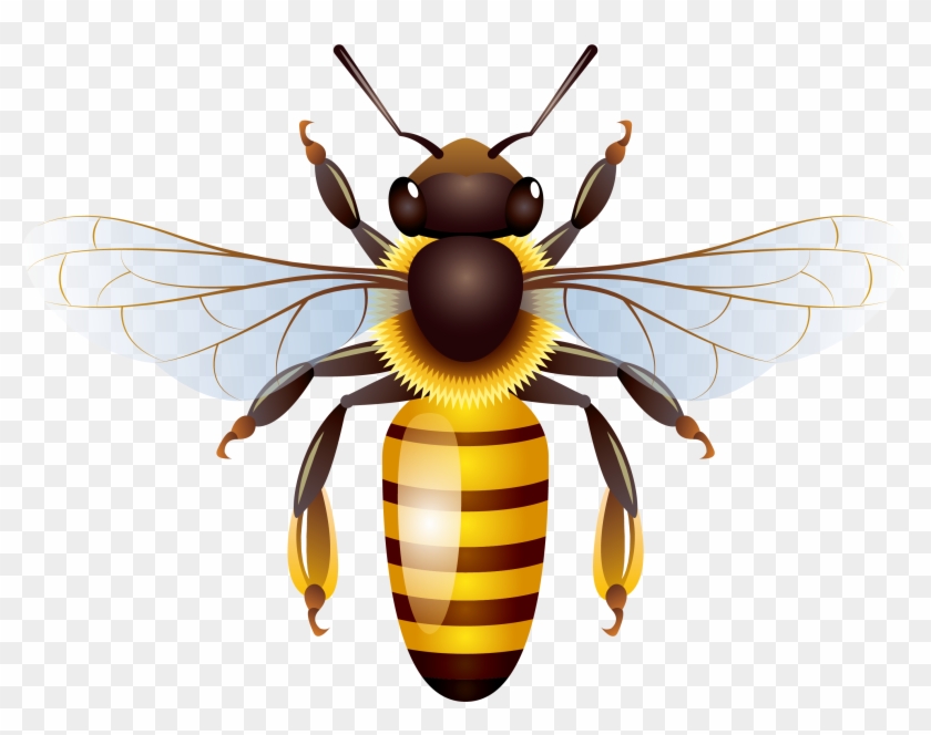 free download bee illustration vector