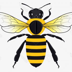 Photostock Vector Detailed Honey Bee Vector Illustration Isolated 300x300 Photostock Vector Detailed Honey Bee Vector Illustration Isolated