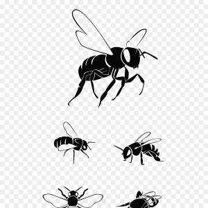 Png Western Honey Bee Clip Art Vector Graphics Illustr Hoodamathrun 300x300 Png Western Honey Bee Clip Art Vector Graphics Illustr Hoodamathrun