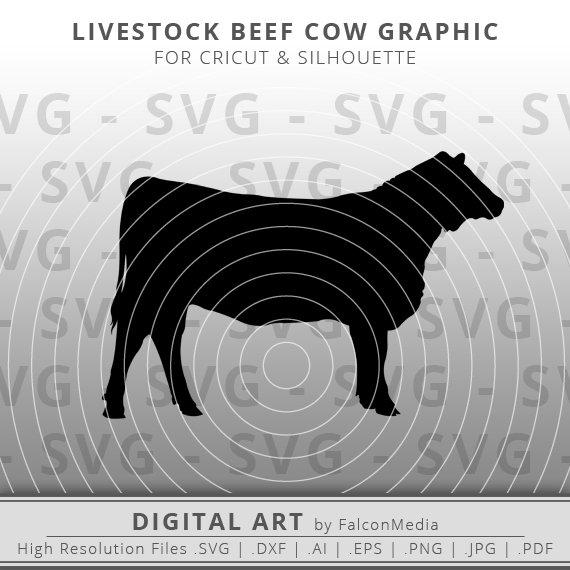 570x570 Cow