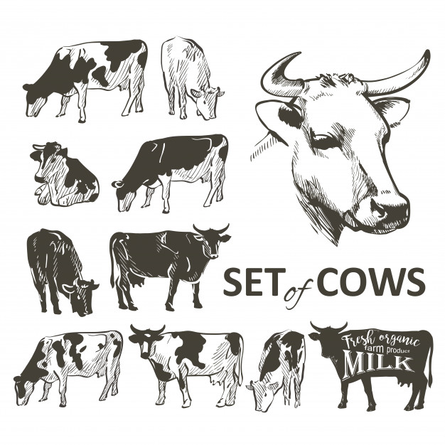 Beef Cow Silhouette Vector at Vectorified.com | Collection of Beef Cow