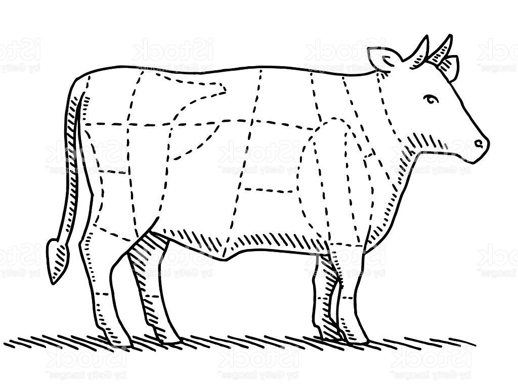 1024x768 Hd Beef Cattle Drawings Vector Cdr Free Vector Art, Images