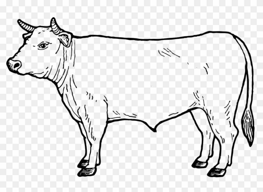 840x614 Beef Vector Cow Pattern