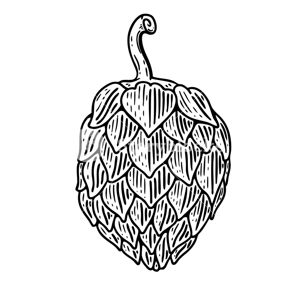1000x1000 Hand Drawn Beer Hop Illustration On White Background Design