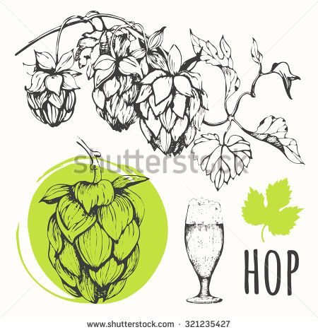 450x470 Hop Set Beer Set Vector Illustration Of Branch Of Hops Black