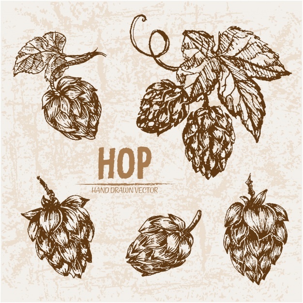 626x626 Hops Vectors, Photos And Free Download