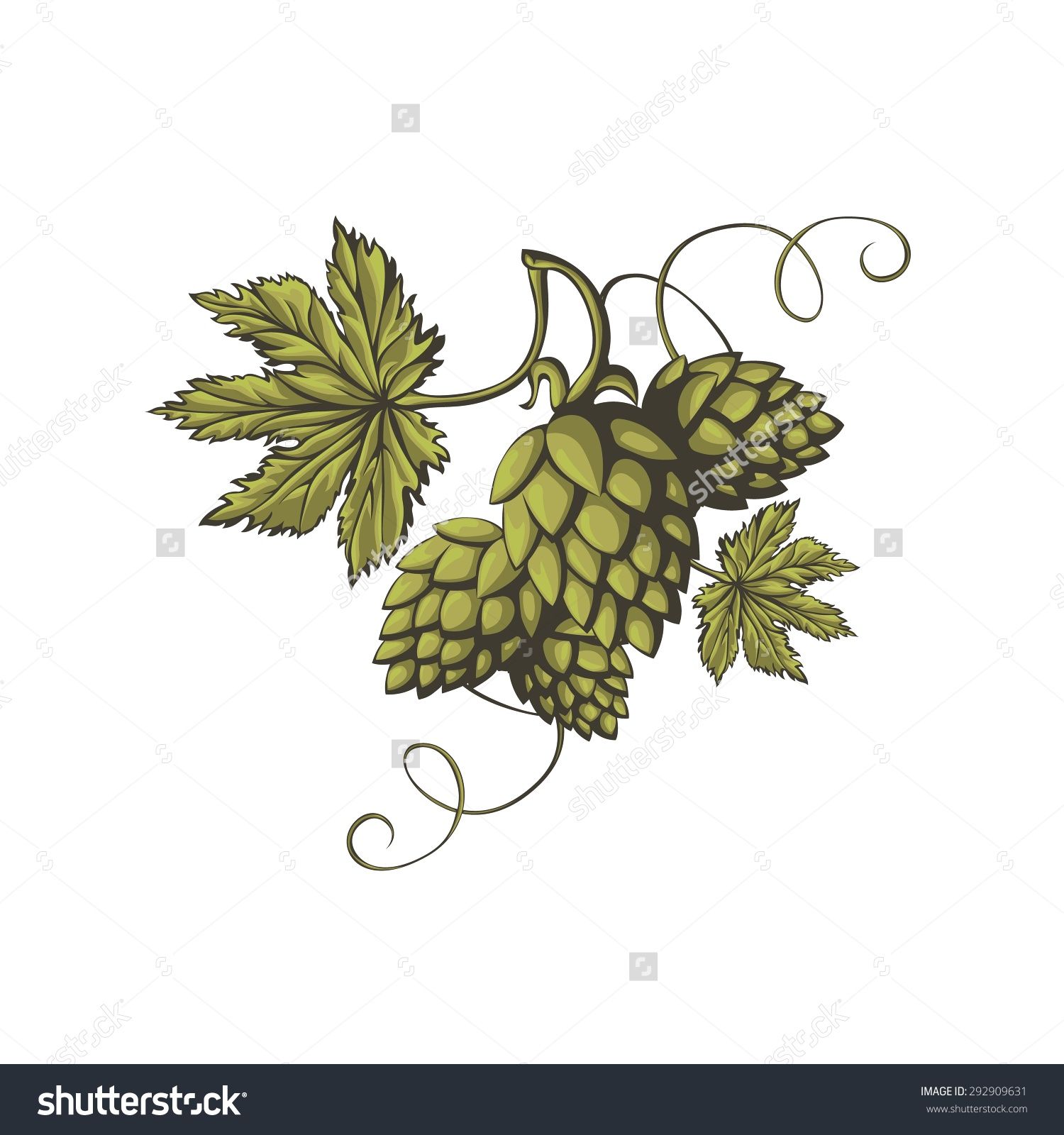 1500x1600 Hops Vector Visual Graphic Icon Or Logo, Ideal For Beer, Stout