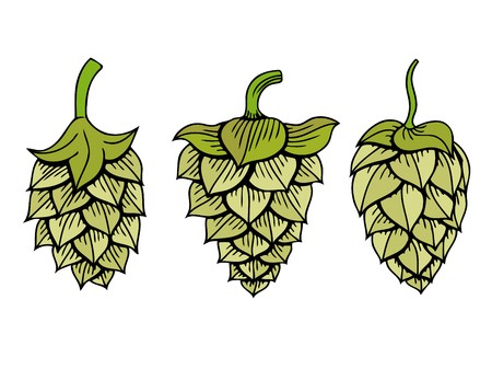 450x337 Set Of Hops Vector Visual Graphic Icon Ideal For Beer, Stout