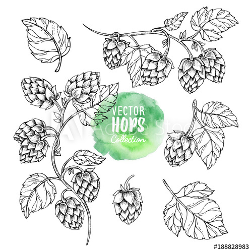 500x500 Sketches Of Hop Plant Hops Vector Set Humulus Lupulus