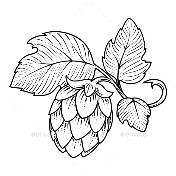 590x590 Download Hops Vector Clipart Beer Hops Beer,drawing,illustration