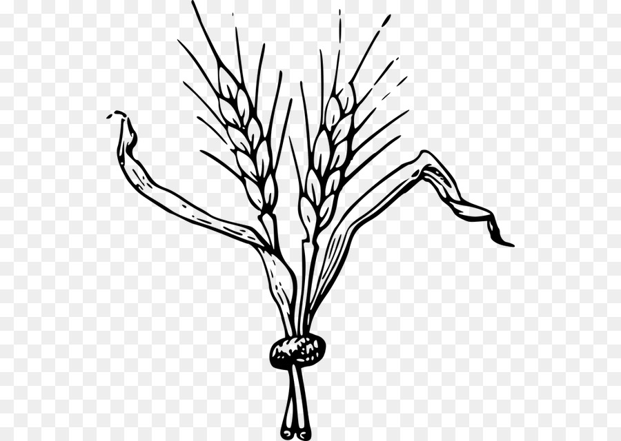 900x640 Beer Hops Barley Drawing