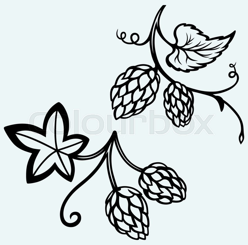 800x788 Ingredients For Beer Hops Image Stock Vector Colourbox