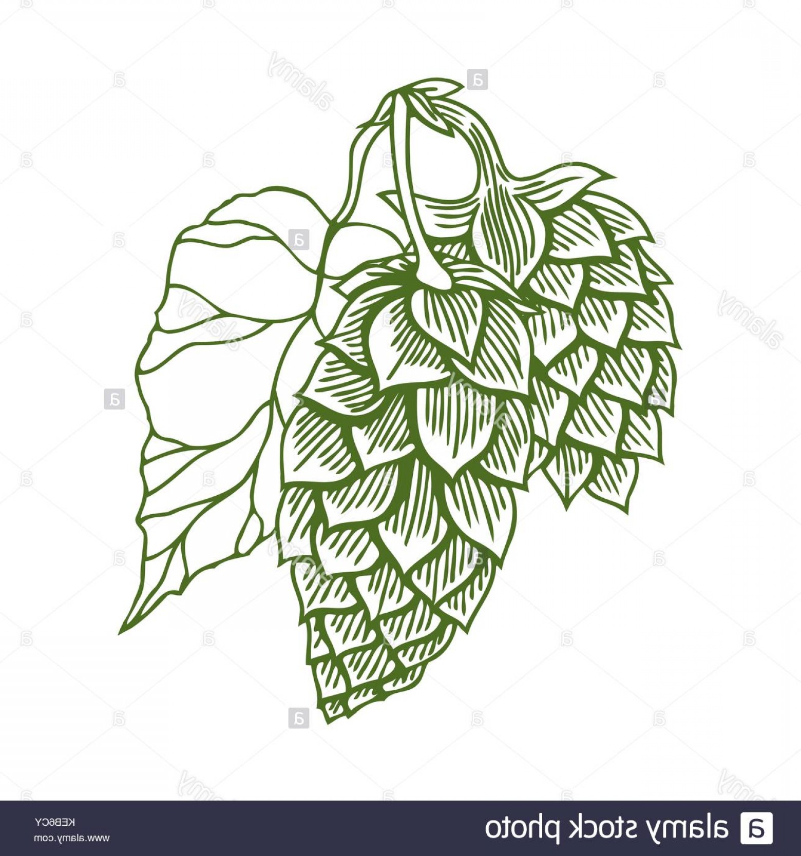 Beer Hops Vector at Vectorified.com | Collection of Beer Hops Vector ...