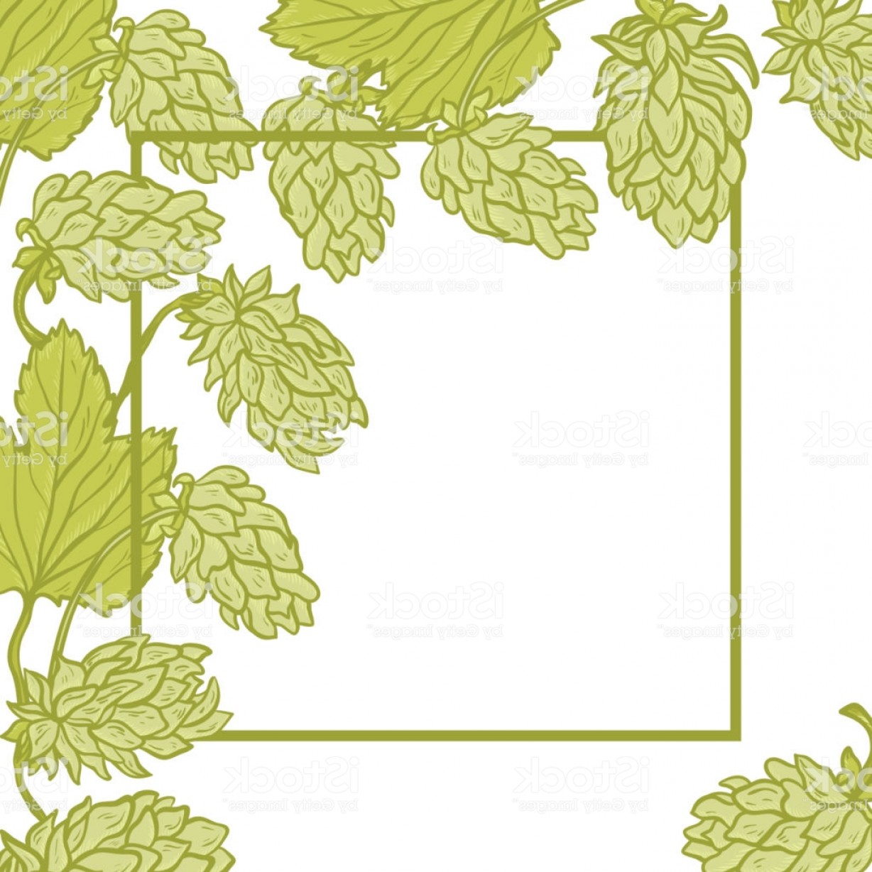 1228x1228 Vector Corner Frame With Beer Hops Common Hop Or Humulus Lupulus