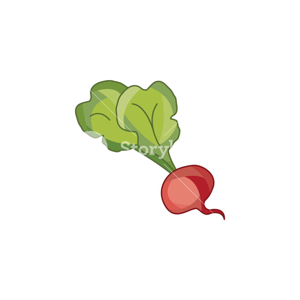 1000x1000 Color Vector Illustration Beet, Beetroot Royalty Free Stock Image