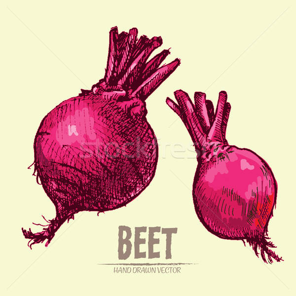 600x600 Digital Vector Detailed Line Art Color Beet Vector Illustration