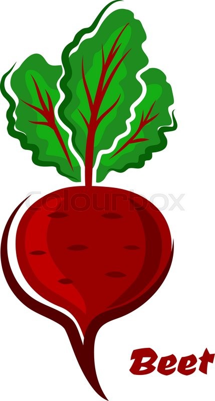429x800 Fresh Cartoon Beet Or Beetroot Stock Vector Colourbox
