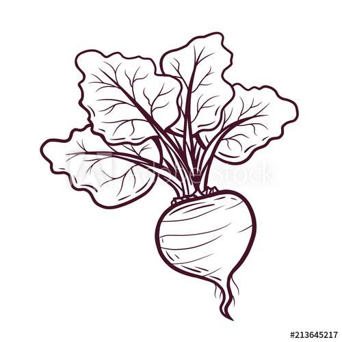 500x500 Hand Drawn Beet Vector