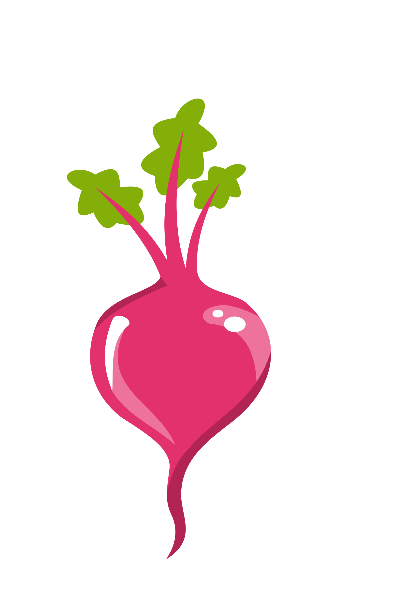 1697x2400 Pink Beet Vector Image