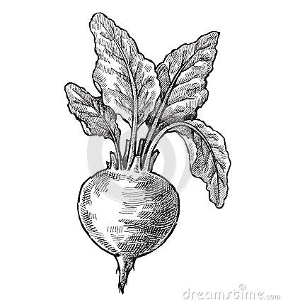 400x427 Vintage Beet Drawing Hand Drawn Beet Vector Black Ink Ideas