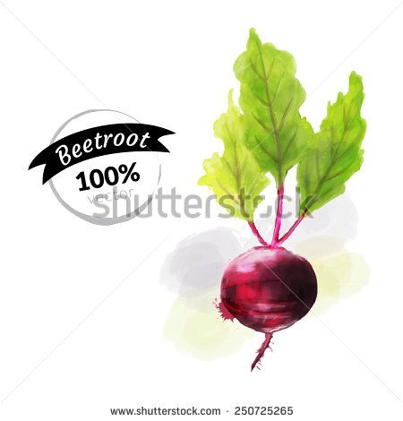 450x470 Beet Vector Watercolor