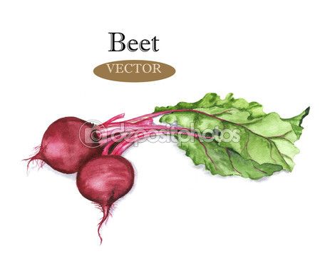 449x359 Beet Vector Watercolor