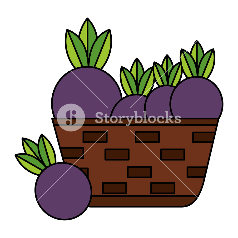 1000x1000 Wicker Basket With Fresh Beet Vector Illustration Royalty Free