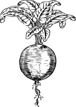 262x368 Beet Vector Free Vector Download