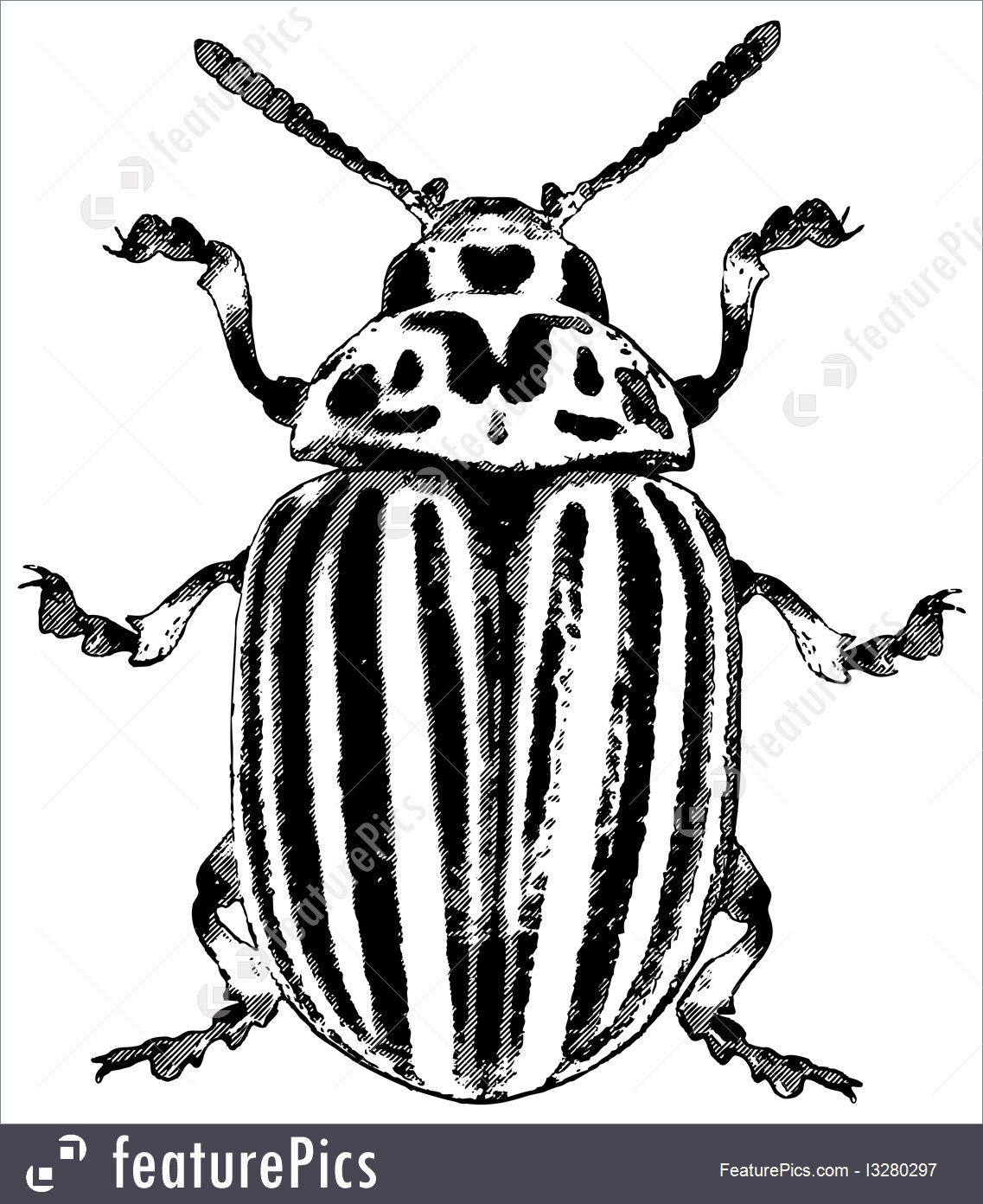 Colorado Beetle 1137x1392 Colorado Beetle