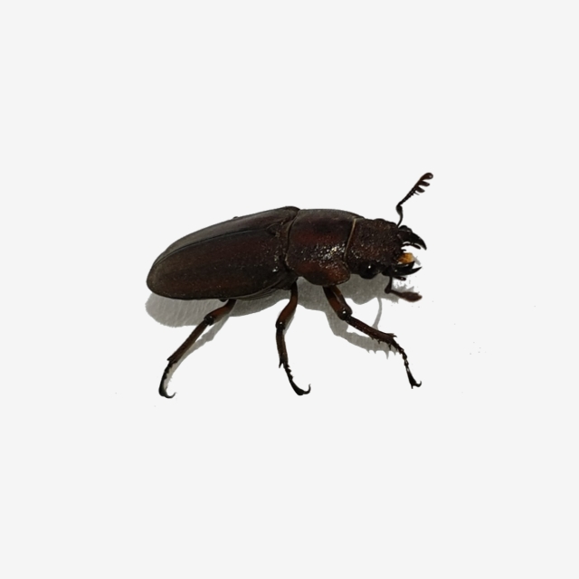 A Floor Beetle, Insect, Cute, Animal Png And Vector 640x640 A Floor Beetle, Insect, Cute, Animal Png And Vector