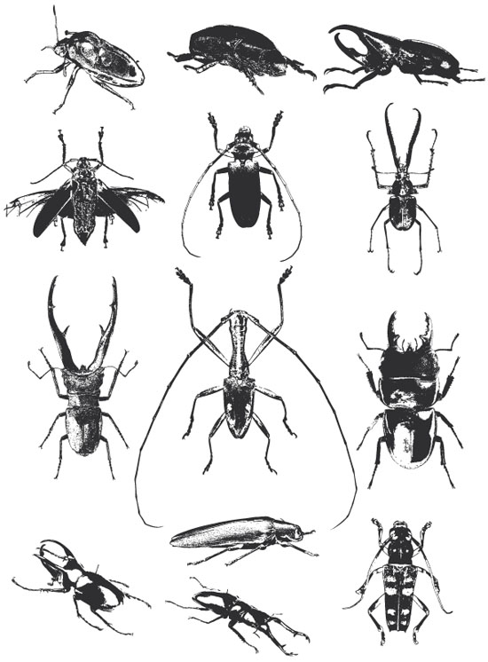 Free Beetle Vector Pack 550x746 Free Beetle Vector Pack