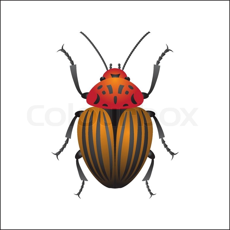 Isolated Colorado Beetle, Vector Stock Vector Colourbox 800x800 Isolated Colorado Beetle, Vector Stock Vector Colourbox