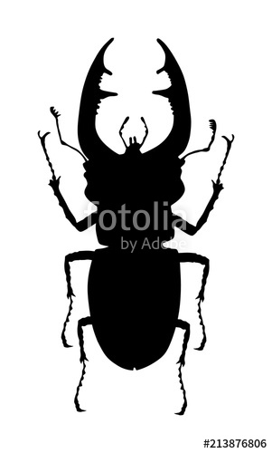 Male Stag Beetle Vector Silhouette Illustration Isolated On White 301x500 Male Stag Beetle Vector Silhouette Illustration Isolated On White
