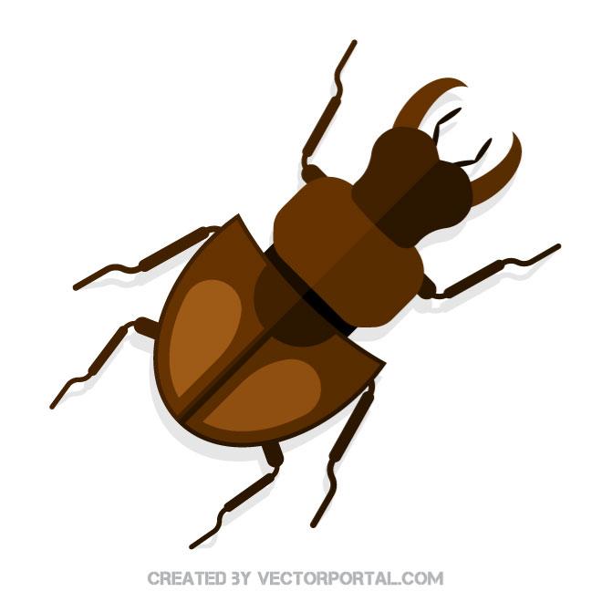 Stag Beetle 660x660 Stag Beetle