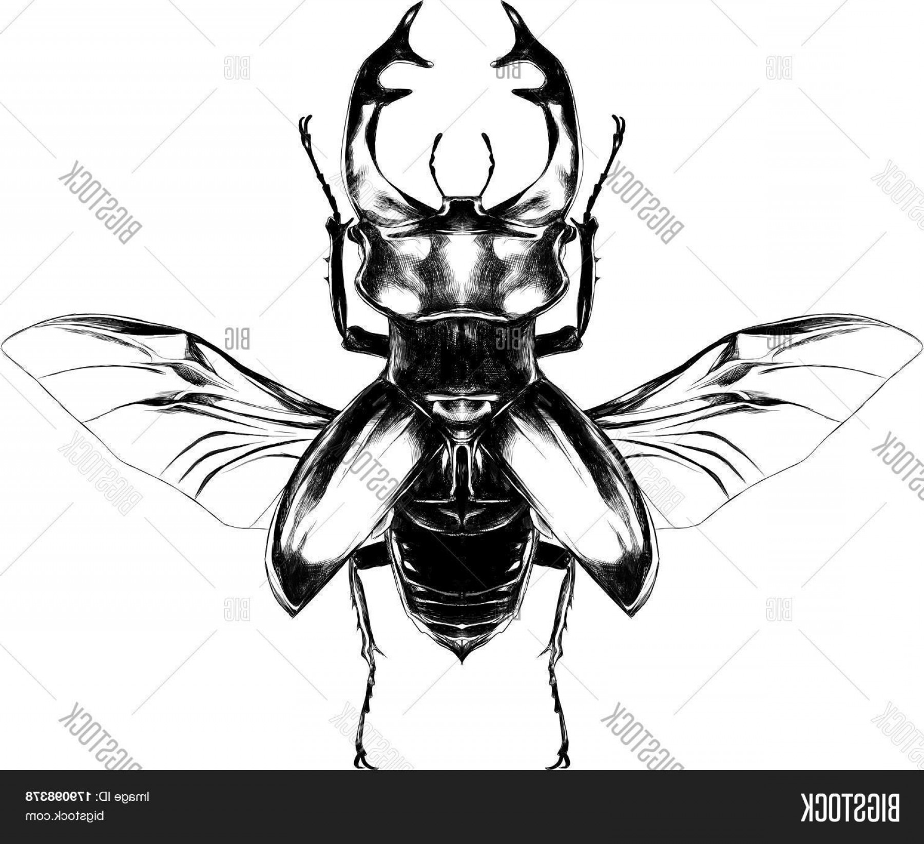 Stock Vector Stag Beetle With Open Wings Flying Top View 1800x1645 Stock Vector Stag Beetle With Open Wings Flying Top View