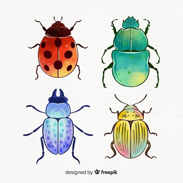 Beetle Vectors, Photos And Free Download 626x626 Beetle Vectors, Photos And Free Download
