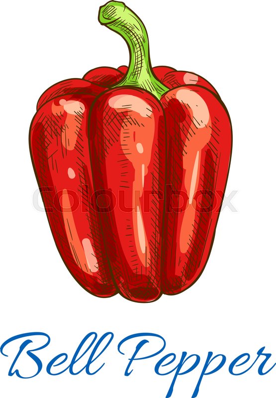 555x800 Pepper Vegetable Icon Bell Pepper Stock Vector Colourbox