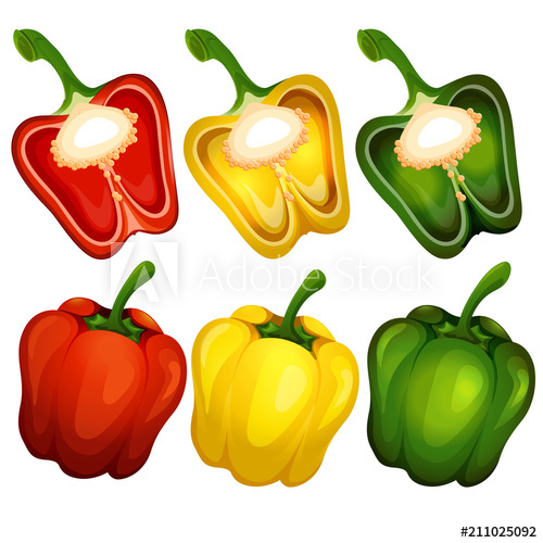 500x500 Bell Pepper Vector Illustration