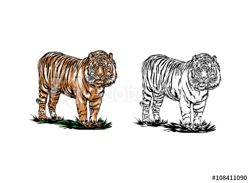 500x366 Bengal Tiger Vector Illustration