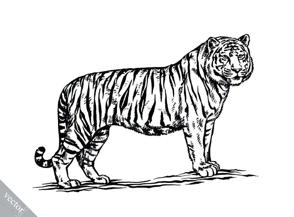 1023x757 Draw Tiger Black And White Engrave Ink Draw Tiger Vector